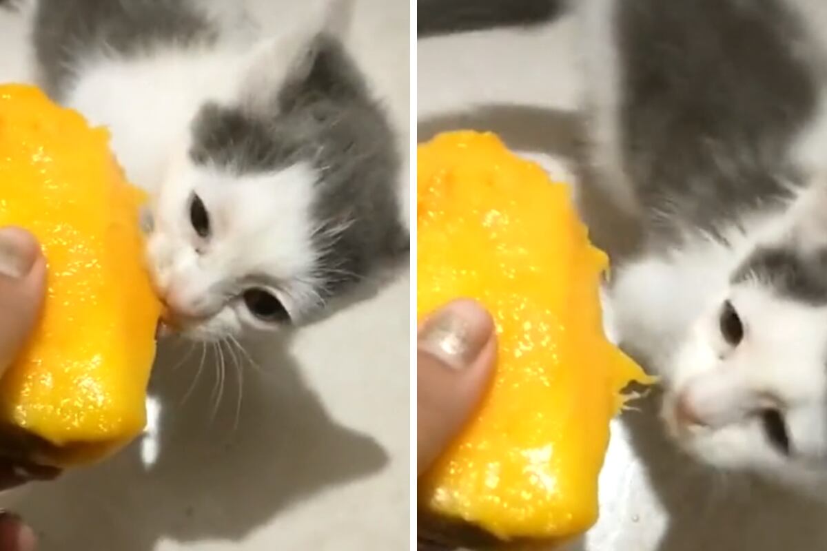 VIDEO | Una gatita que le gusta el mango se viraliza en redes sociales – En  Cancha