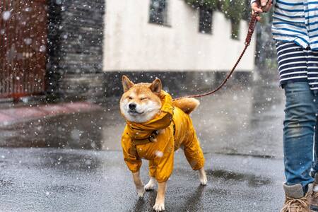 Evita que tu perro se enferme en época de lluvias