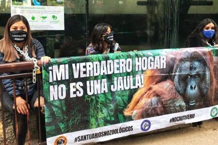 Activistas se encadenaron a una jaula de un orangután y exigieron su liberación