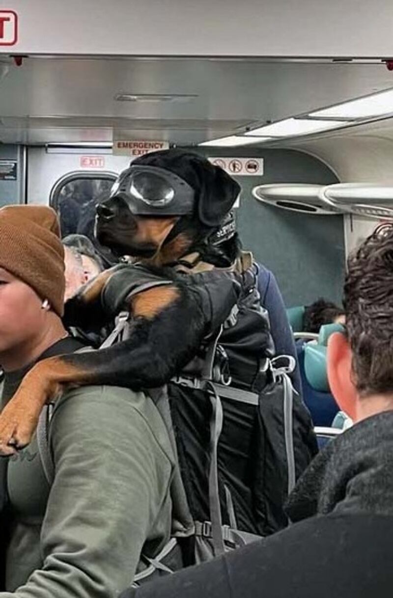 Perro llevado como mochila en el Metro.