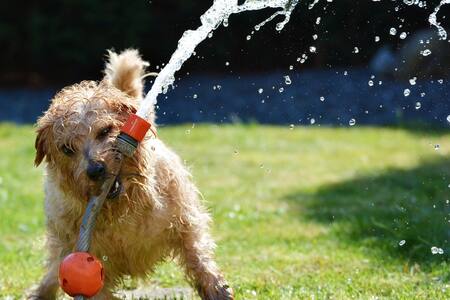La regla de los 5 segundos: Protege a tu perro de un golpe de calor
