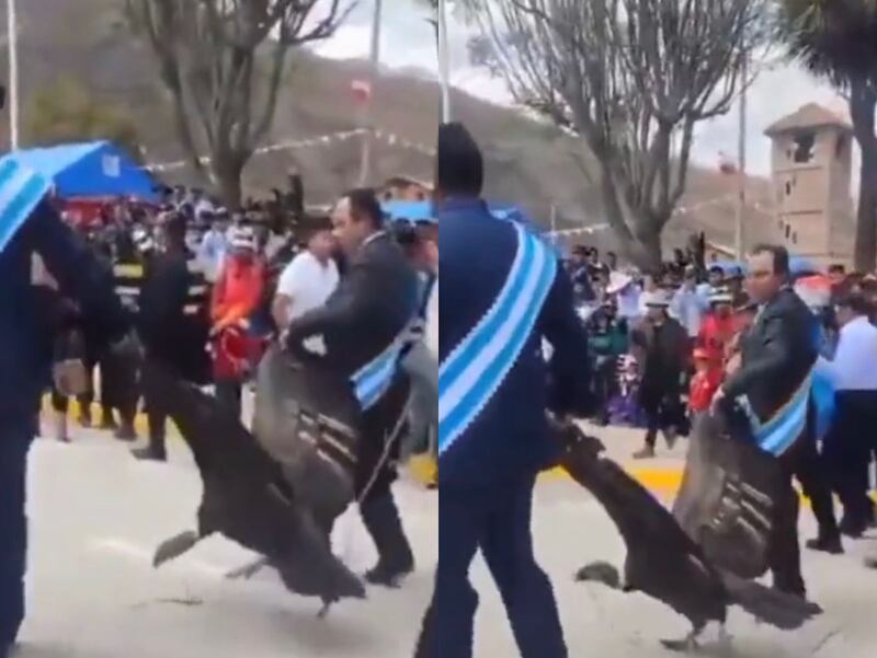 Cóndor andino arrastrado en Perú.