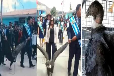 Acusan a alcalde de Perú de maltrato animal por atar y arrastrar a un cóndor andino