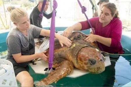FOTOS| Rescatan a tortuga gigante que fue atacada por un tiburón; estaba embarazada
