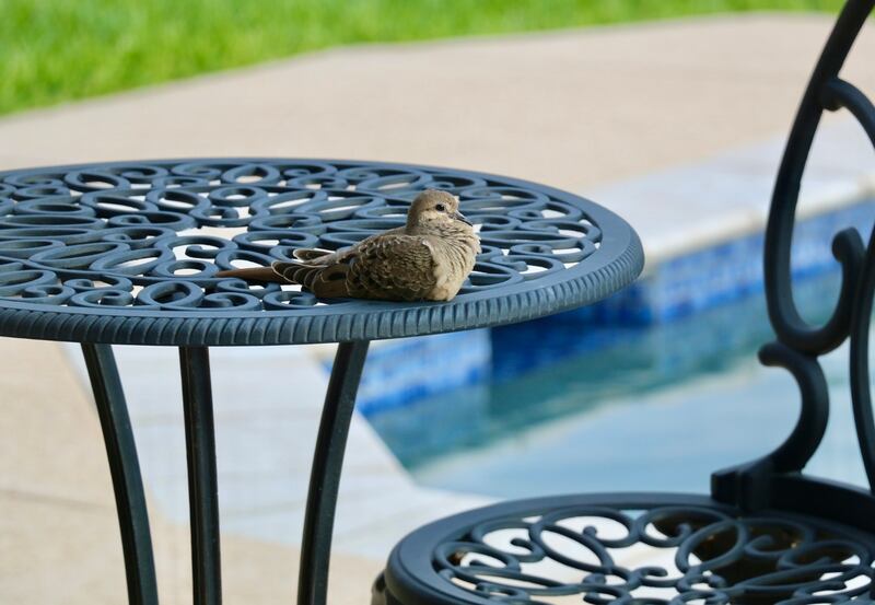 Ave en una mesa de terraza