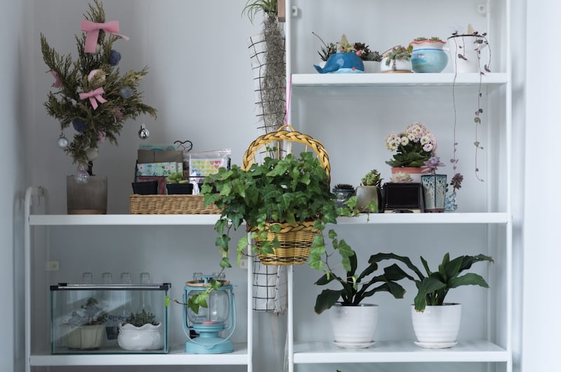 Plantas de interior en macetas, en una repisa