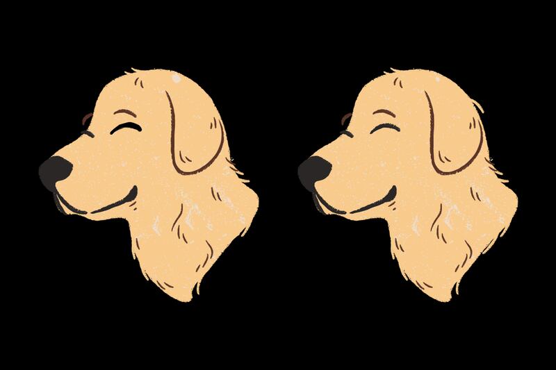 Dos perros amarillos que parecen iguales, pero tienen 5 diferencias entre sí.