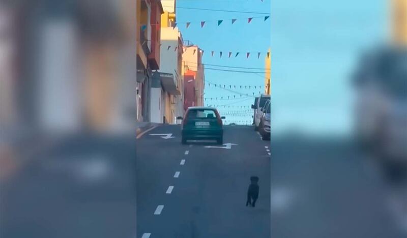 Perro es abandonado en una carretera en Tenerife, España.